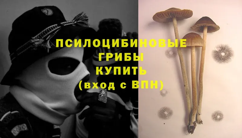 Псилоцибиновые грибы Psilocybe  наркошоп  Гаджиево 